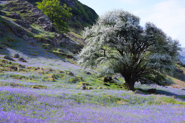 Blauglockenbaum Nachteile